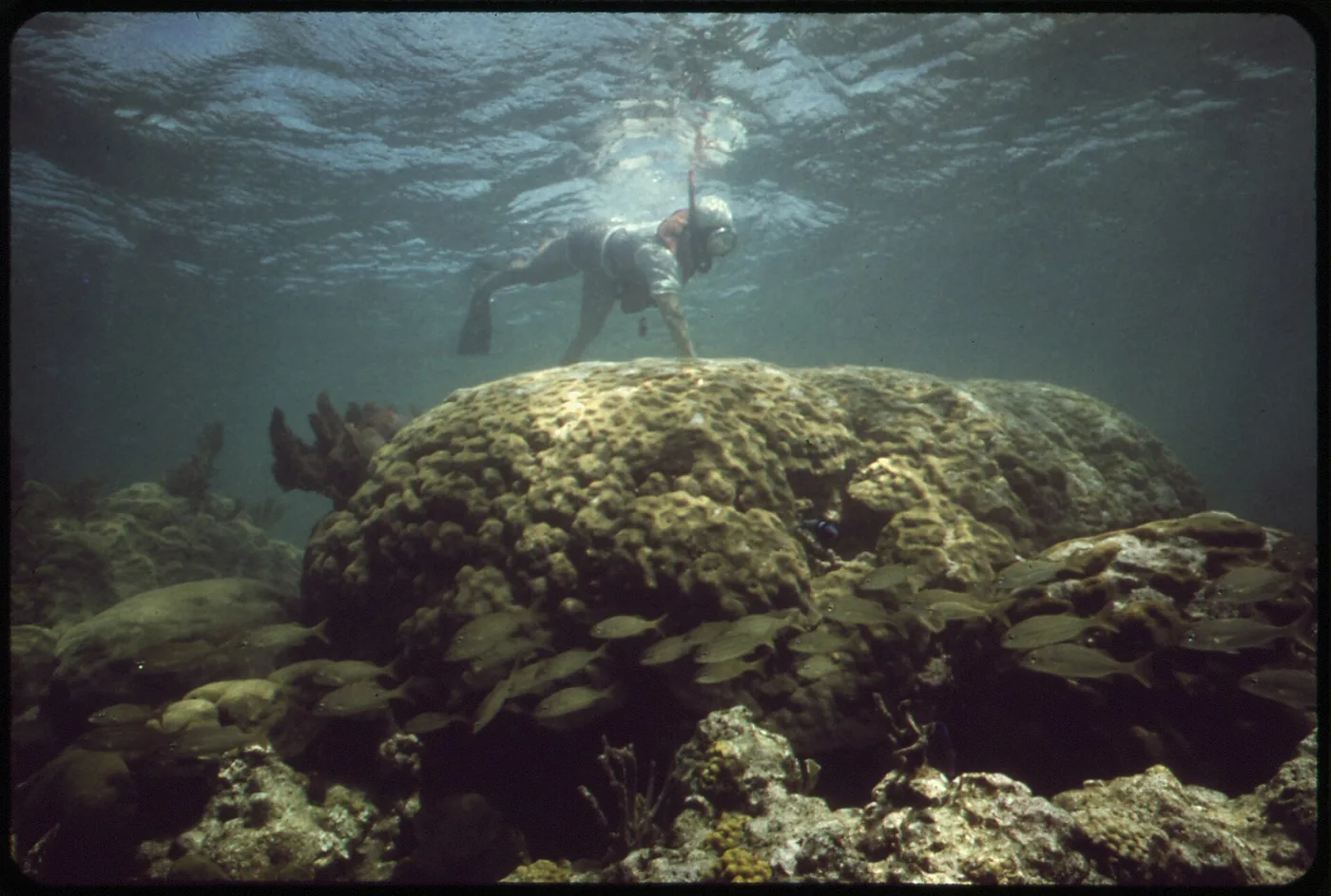 SNORKELING AT JOHN PENNEKAMP CORAL REEF STATE PARK NEAR KEY LARGO. LONG-TIME DIVERS HERE SAY THAT DREDGING AND FILL... - NARA - 548681