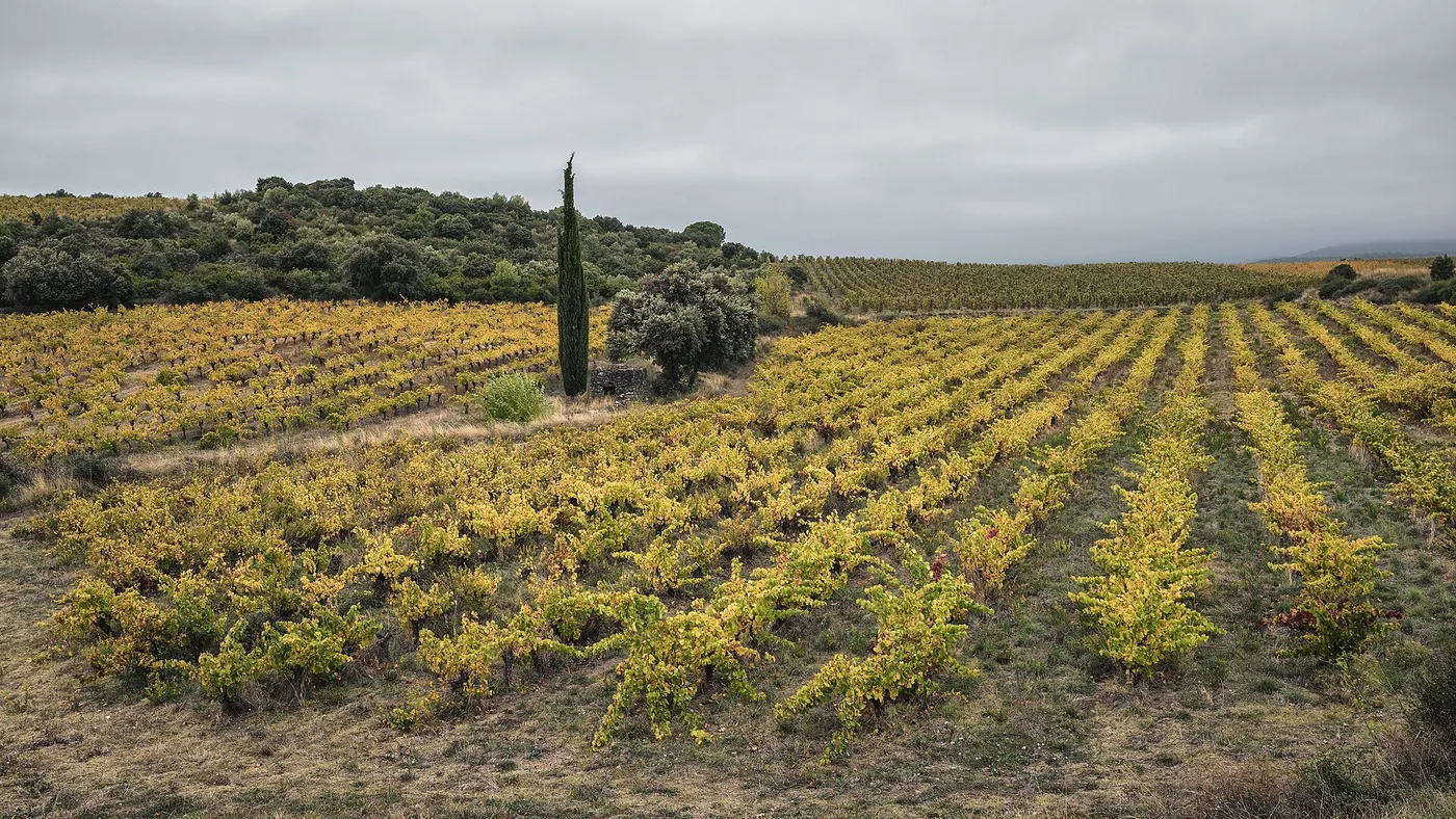 Vineyard in Cabrerolles